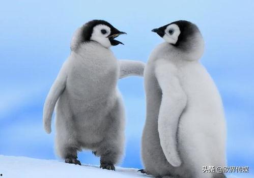 企鹅免费吃瓜群怎么进,畅享欢乐时光